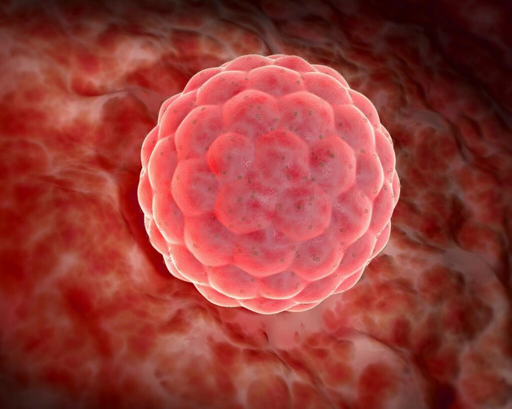 clinica de reprodução humana curitiba fiv curitiba